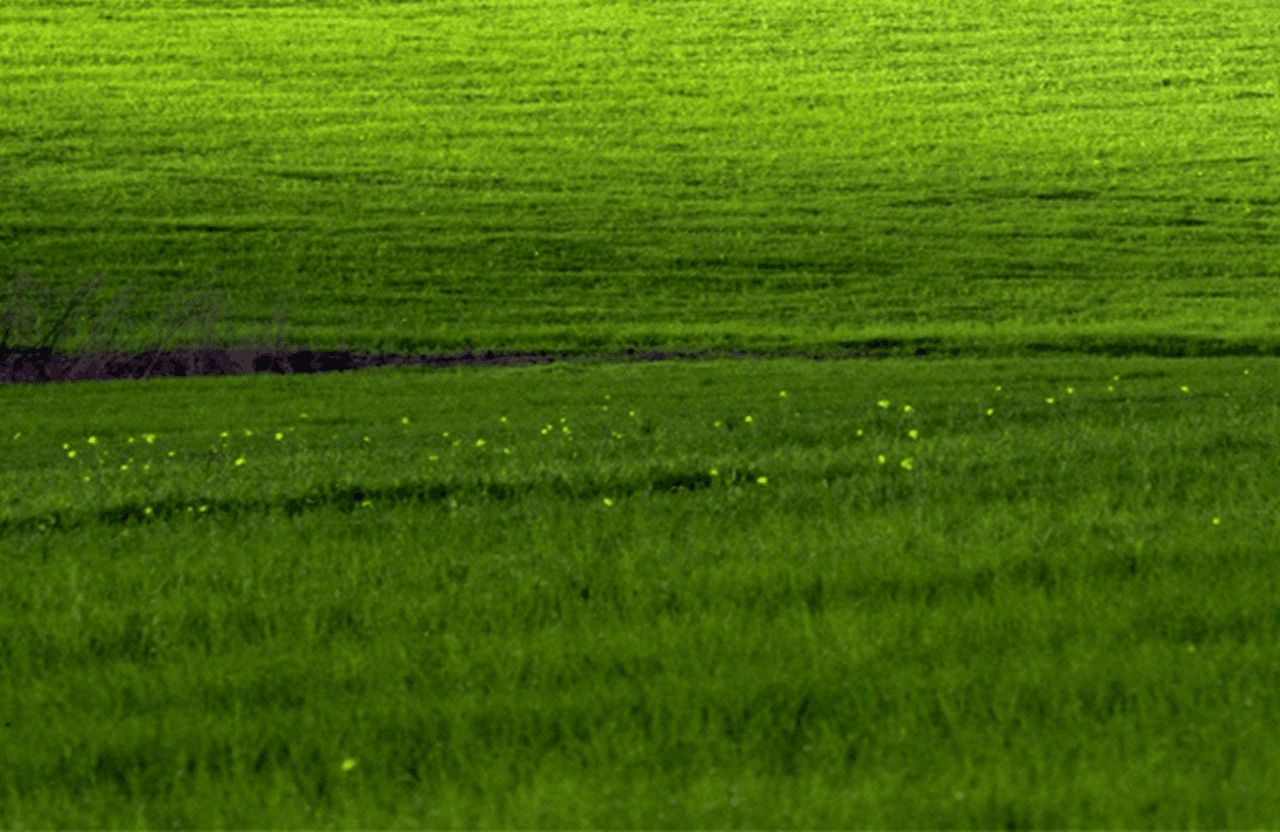 Video windows background